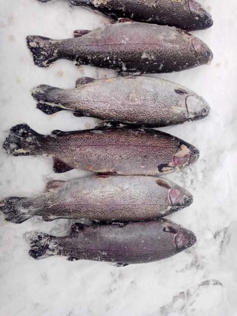 рыба Форель в Петрозаводске