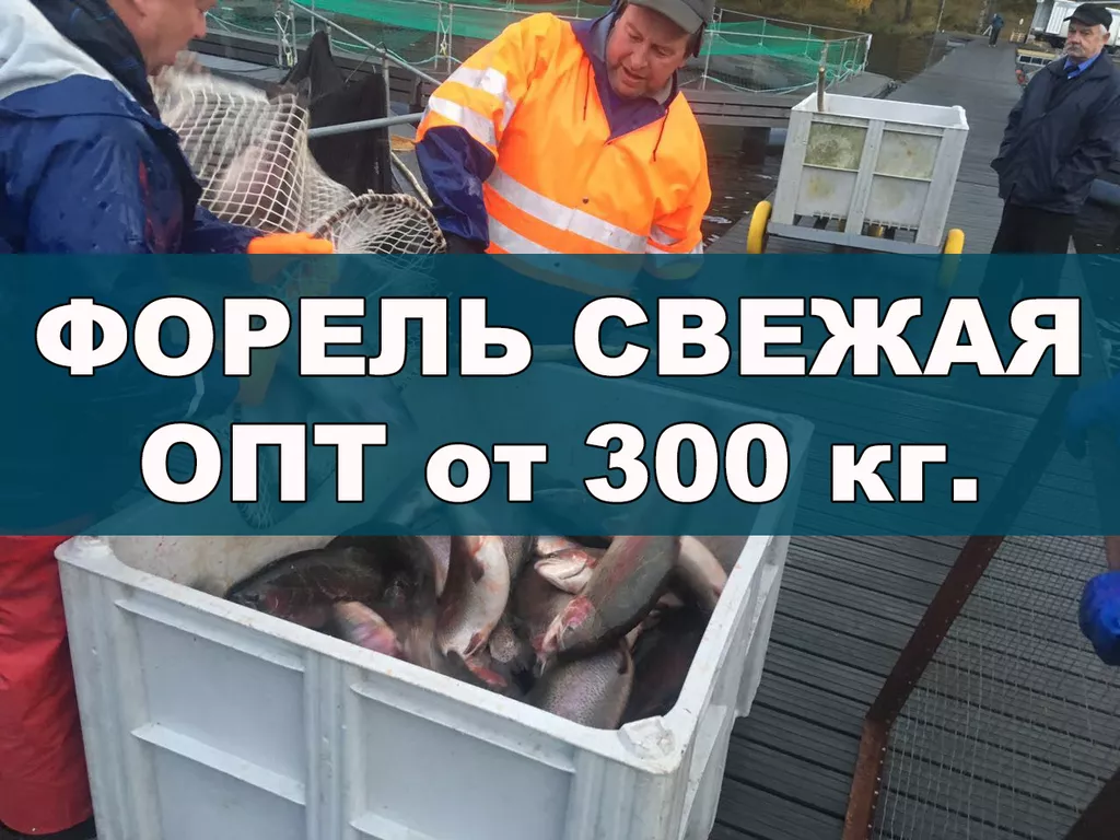форель свежая 1.5+ 2+ 3+ 4+ (от 300 кг) в Петрозаводске и Республике Карелия