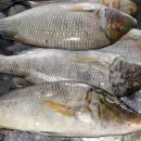 В Карелии появится рабочая группа по вопросам рыбоводства и экологизации аквакультуры