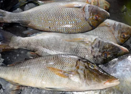 В Карелии появится рабочая группа по вопросам рыбоводства и экологизации аквакультуры