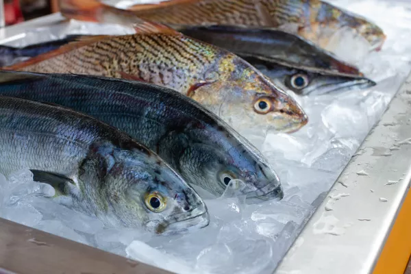 Карельским рыбоводам напоминают сдать документацию производственного экологического контроля до 25 марта
