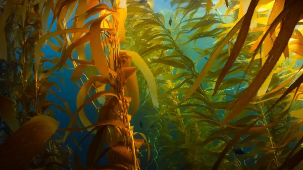 Карельские биологи разрабатывают кормовые добавки из водорослей для продуктивного выращивания форели