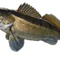 озерная рыба в Кондопоге 6