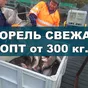 форель свежая 1.5+ 2+ 3+ 4+ (от 300 кг) в Петрозаводске и Республике Карелия